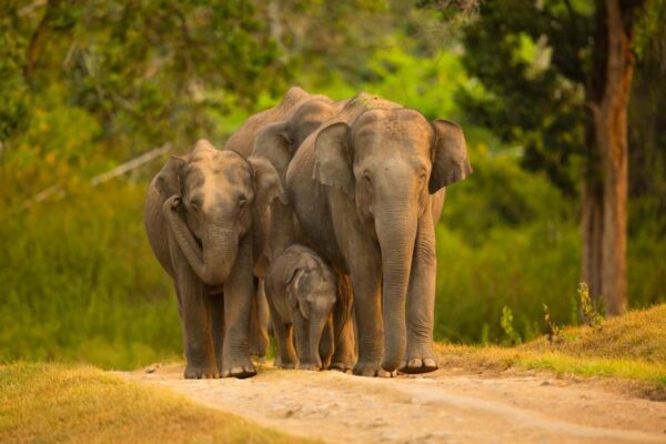 Discover Karnataka: A Journey through Culture and Nature at TTF Kolkata 2024