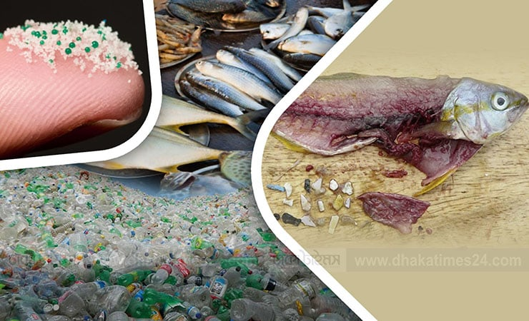 মাছ ও স্যালাডে মাইক্রোপ্লাস্টিক কণার উপস্থিতি
